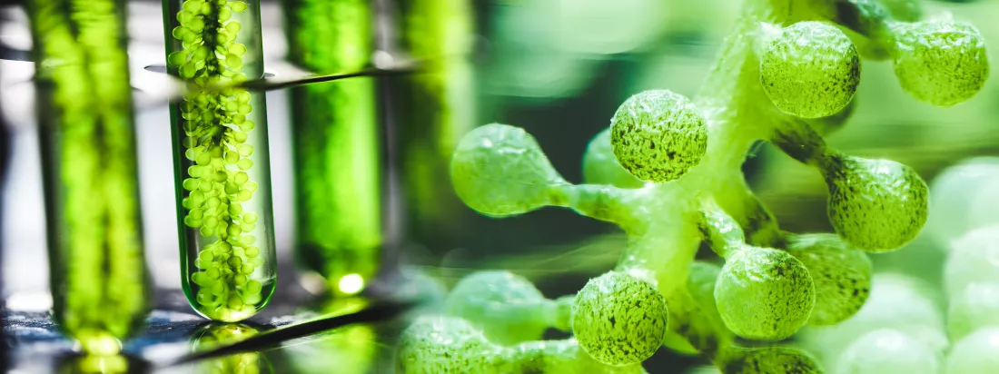 banner-background-green-alga-nature-plant-concept-environmental-science-medical-vaccine-research-biotechnology-laboratory-study-biofuel-gas-energy-technology