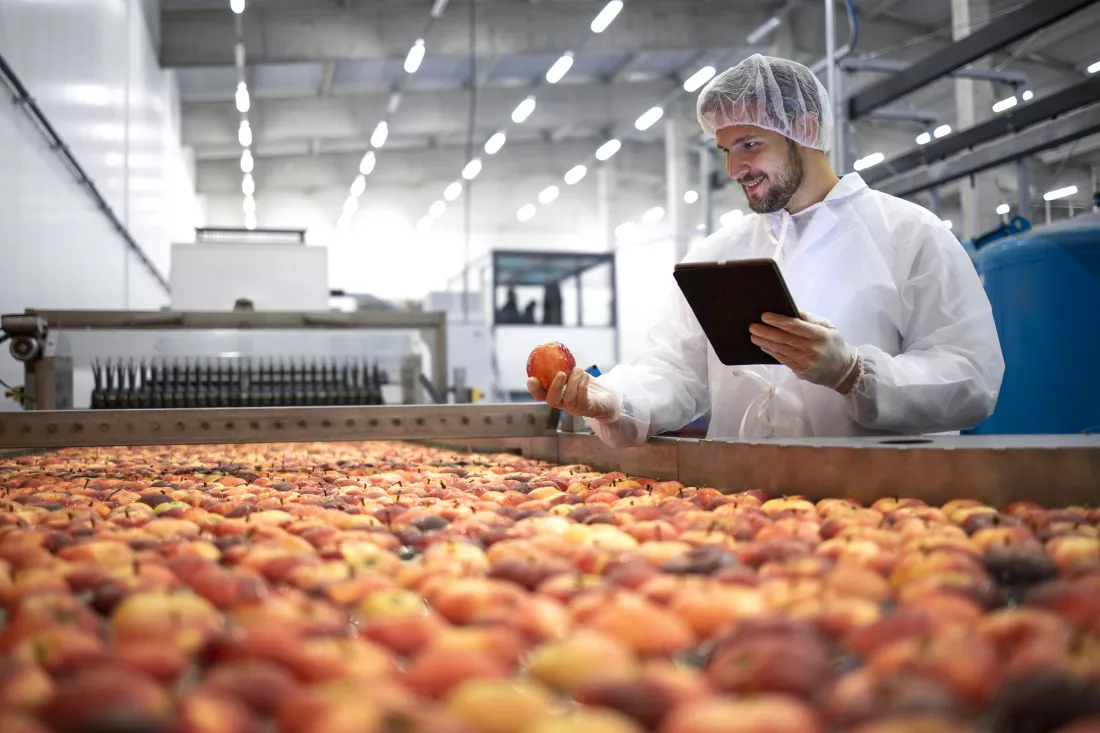 technologist-food-processing-factory-controlling-process-apple-fruit-selection-production