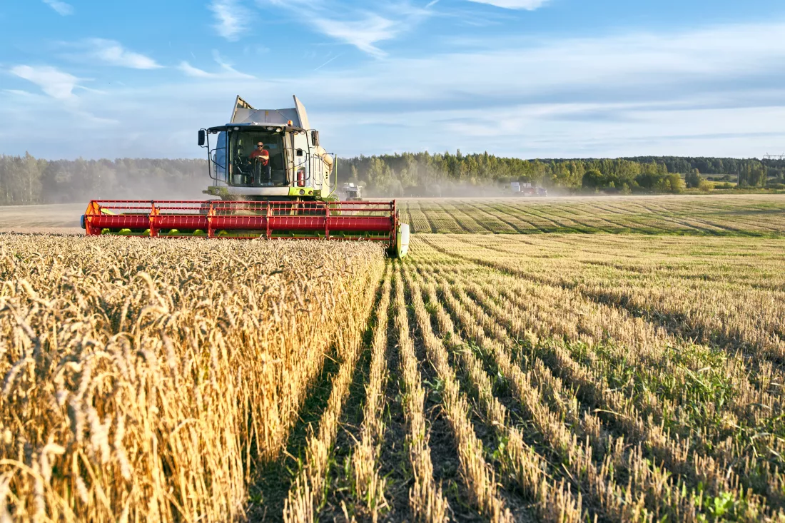combine-harvester-harvests-ripe-wheat-ripe-ears-gold-field-sunset-cloudy-orange-sky-background